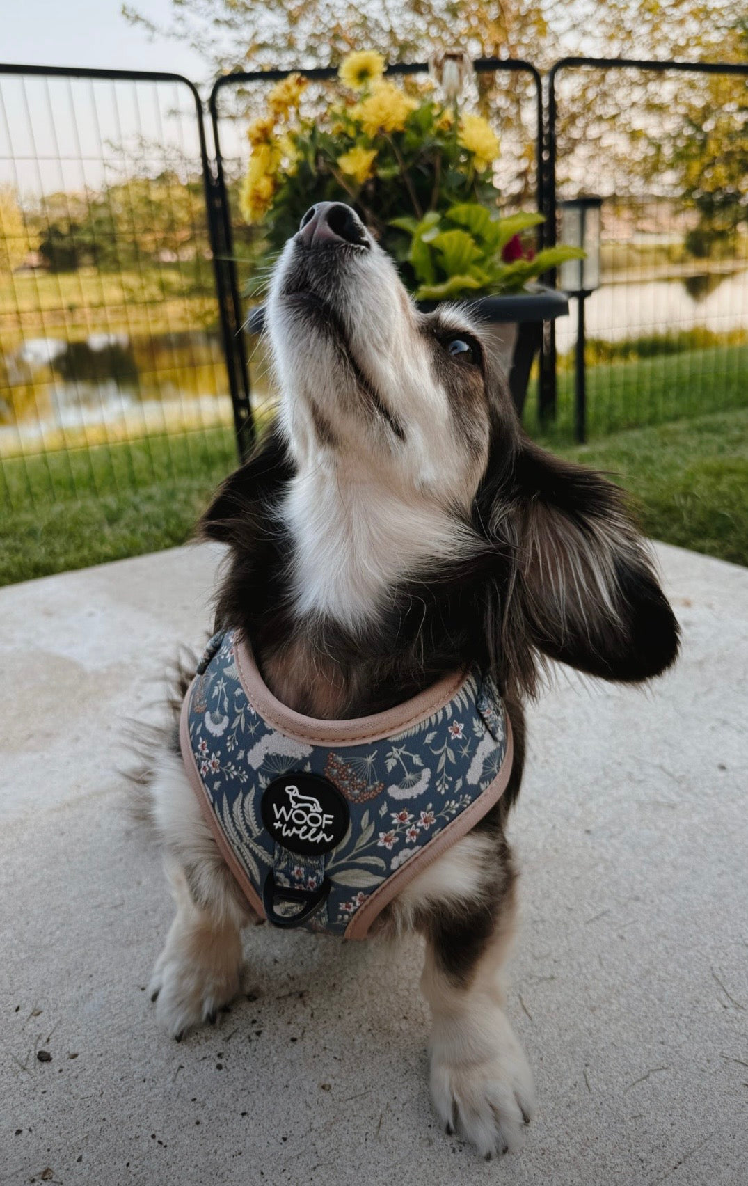 Adjustable Dog Harness - BOTANICAL PUP