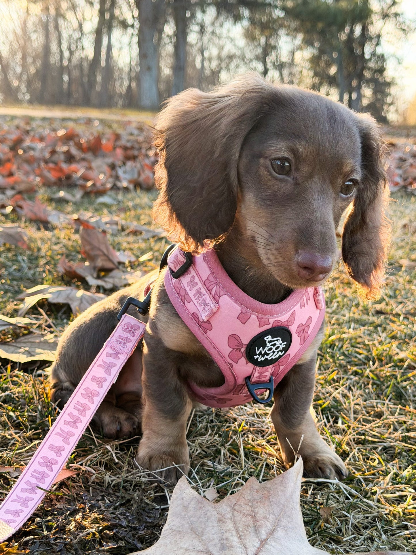Adjustable Dog Harness - PINK COQUETTE