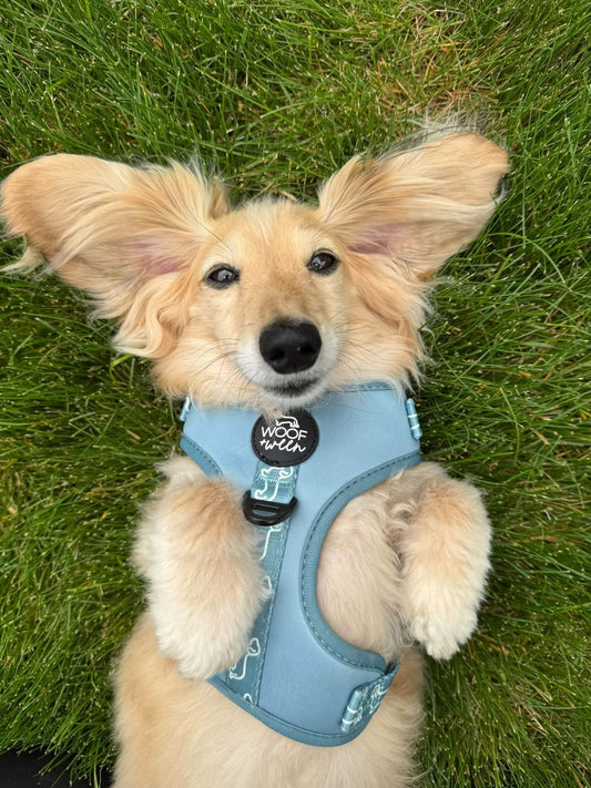 3-piece Walk Bundle - TEAL DOXIES