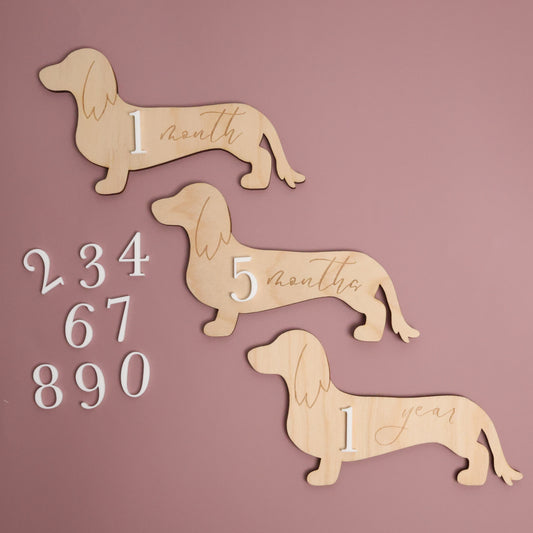 Dachshund Baby Wooden Monthly Milestone - Long Hair Doxie