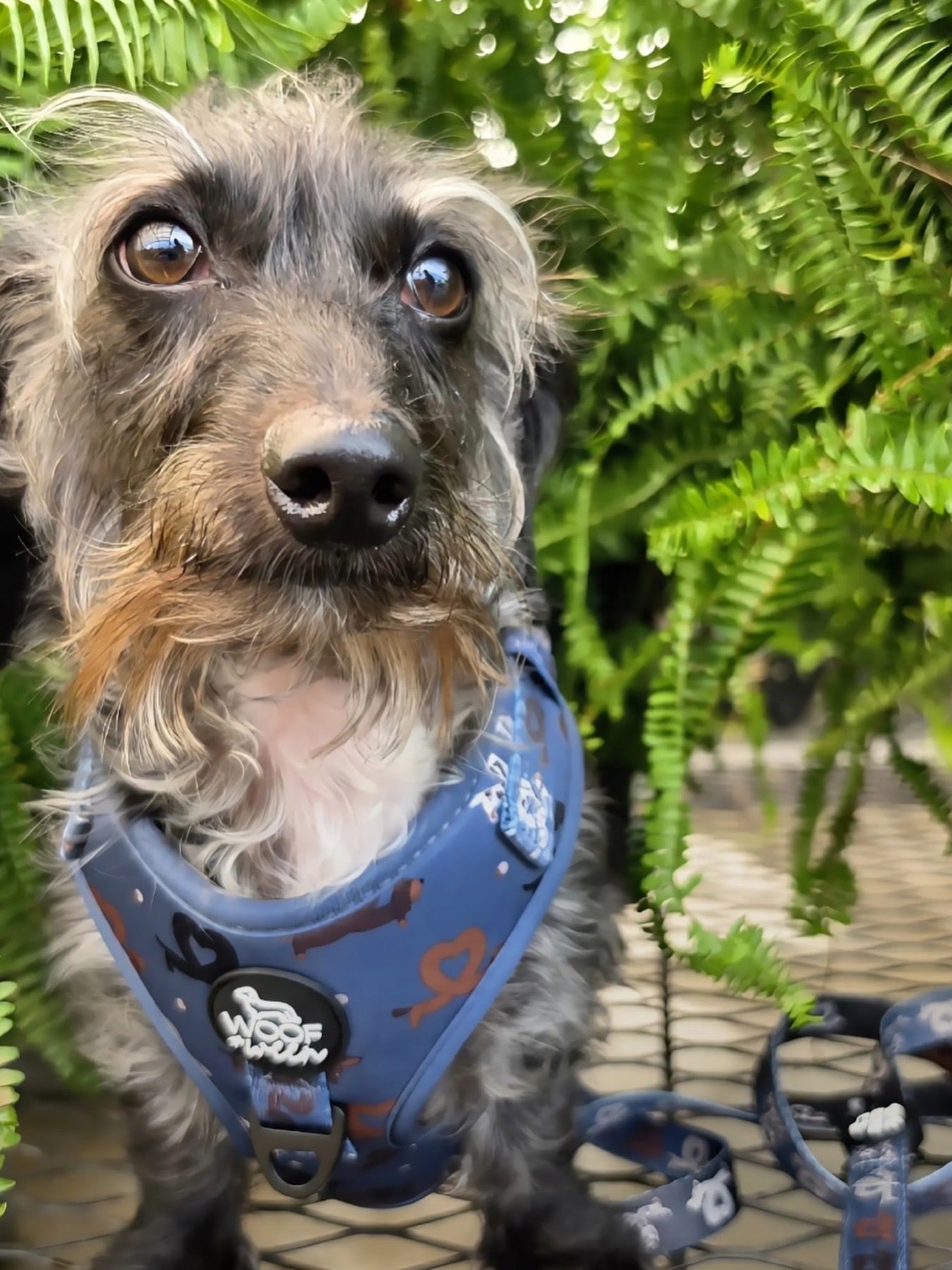 3-piece Walk Bundle - I HEART DACHSHUNDS