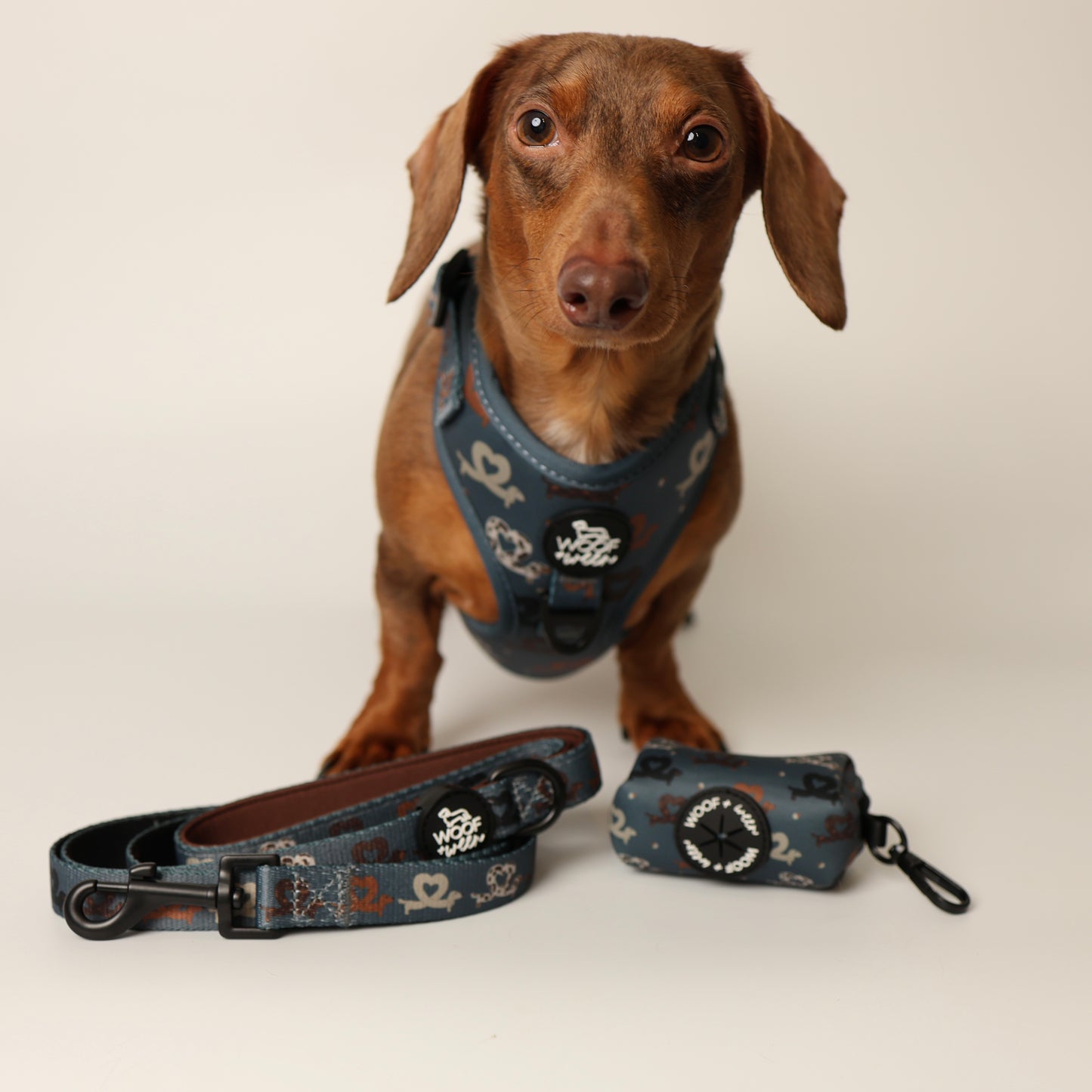 Dachshund wearing a blue dachshund harness with matching leash and waste bag holder