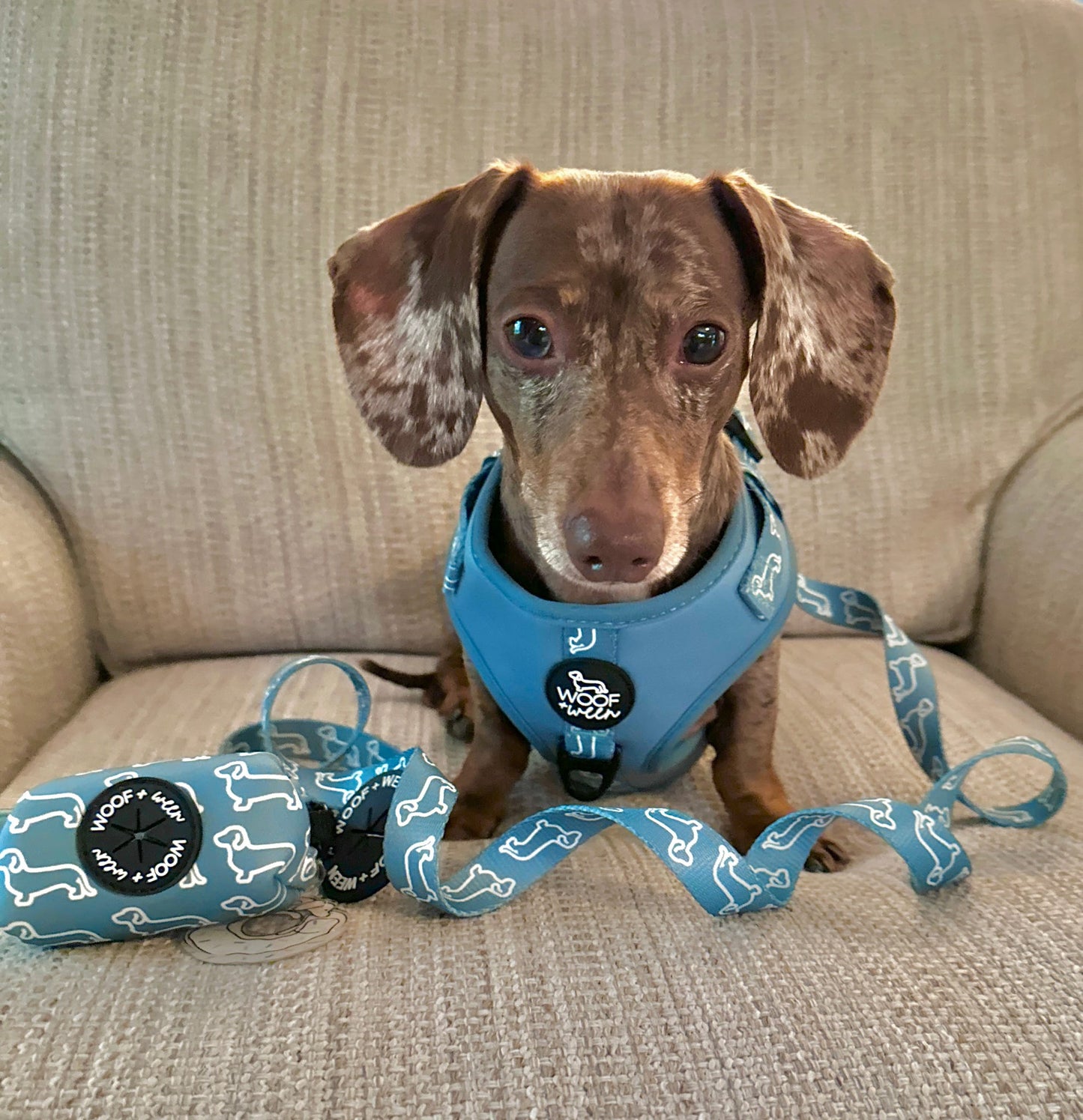 Adjustable Dachshund Harness - Teal Doxies