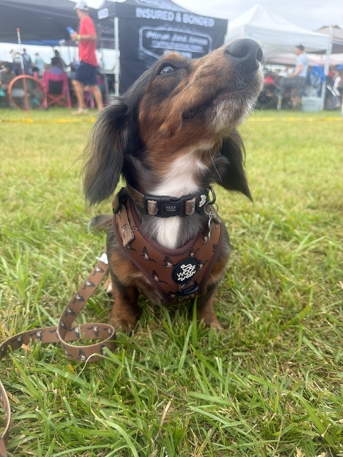 Adjustable Dog Harness - DUCK HUNTING DOG
