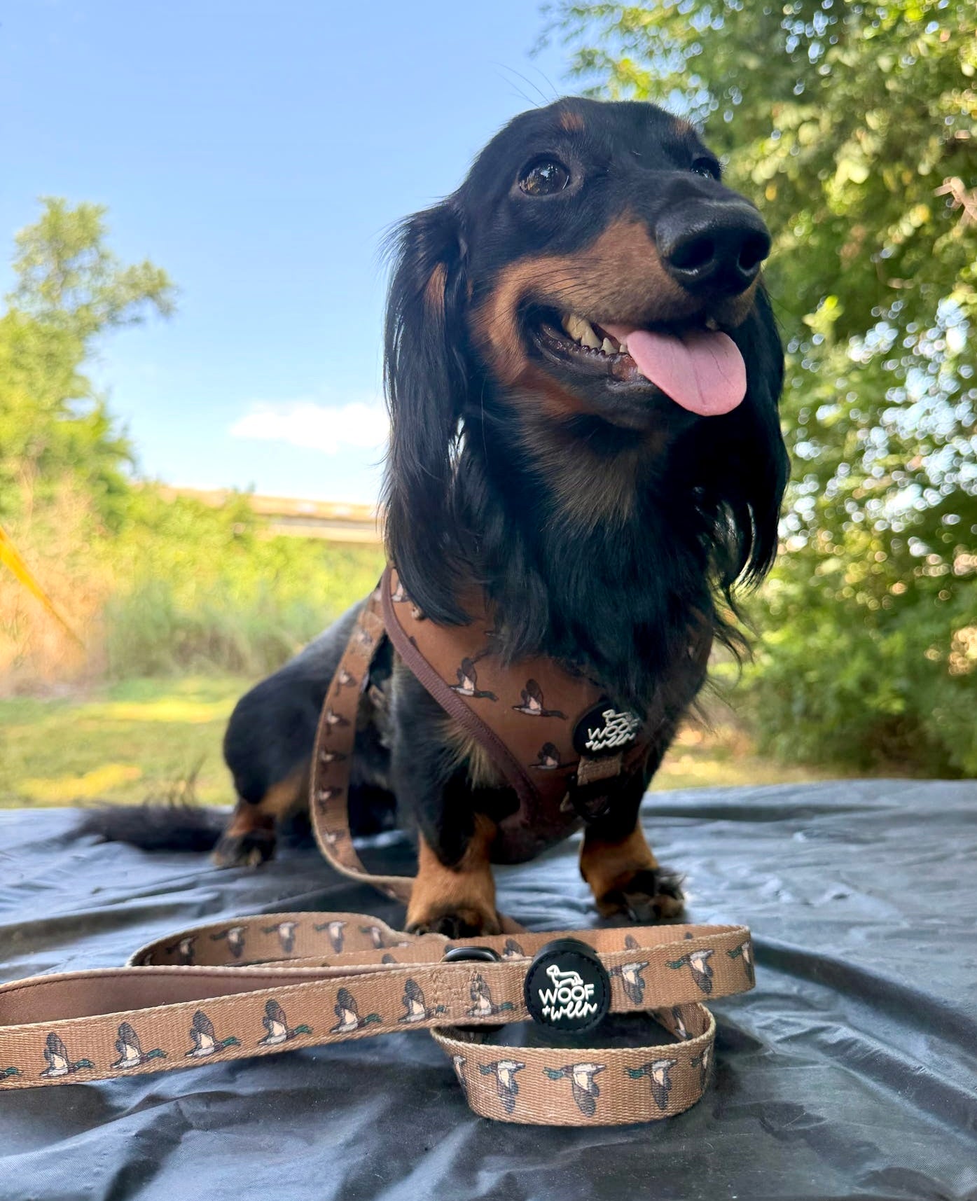 5-piece-bundle - DUCK HUNTING DOG
