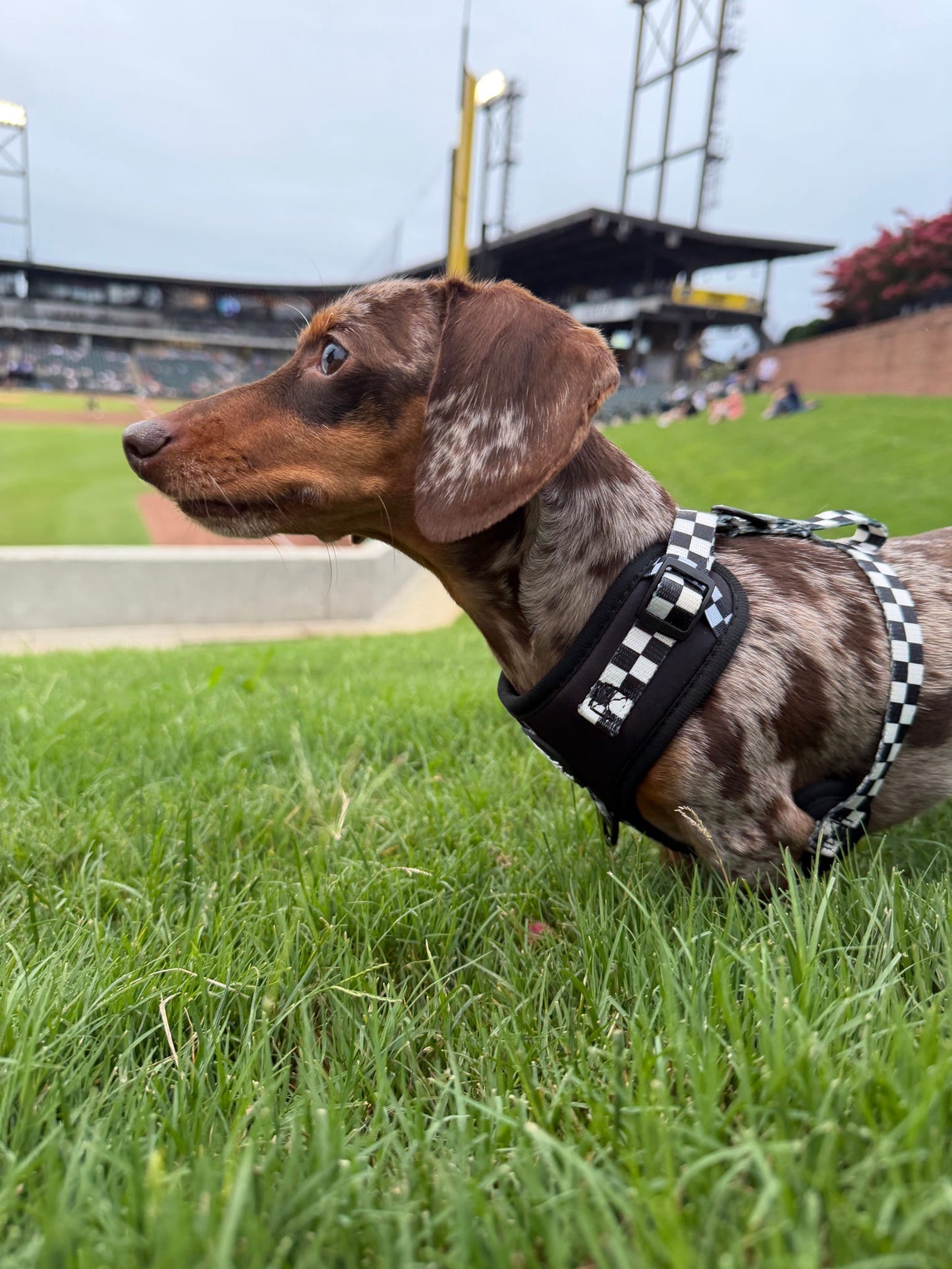 Adjustable Dog Harness - BLACK CHECKERED