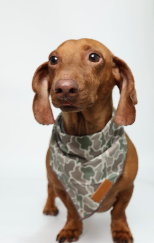 A dachshund wearing a duck camouflage dog bandana with a small tan leather patch, photographed against a plain white studio background.