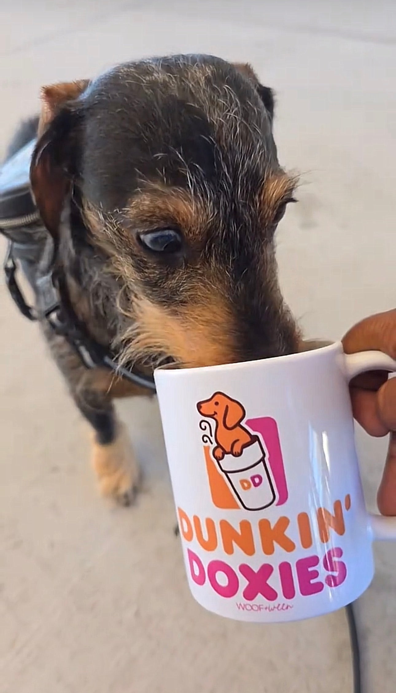 Dachshund Mug - Doxies Coffee