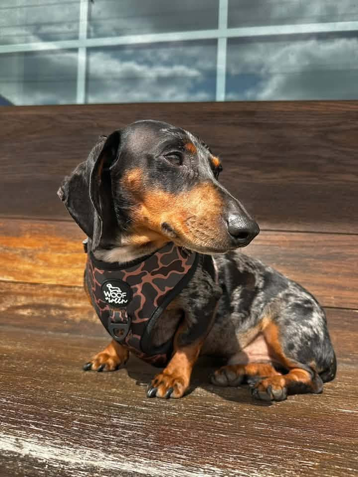 Adjustable Dog Harness - BLACK DUCK CAMO