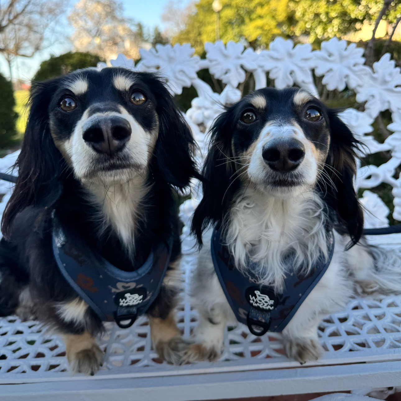 two black and cream dachshunds wearing blue woof and ween dachshund harnesses
