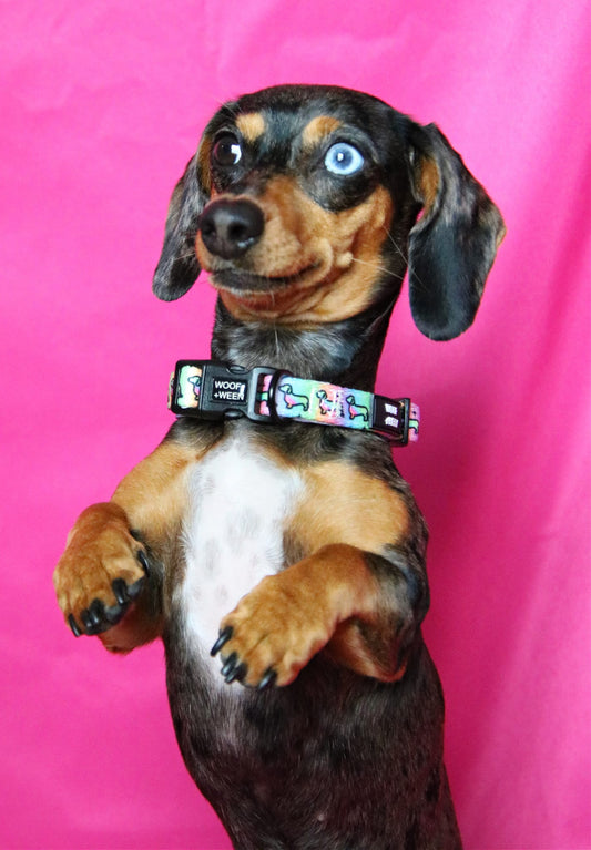 Collar - HOT DIGGITY DOG