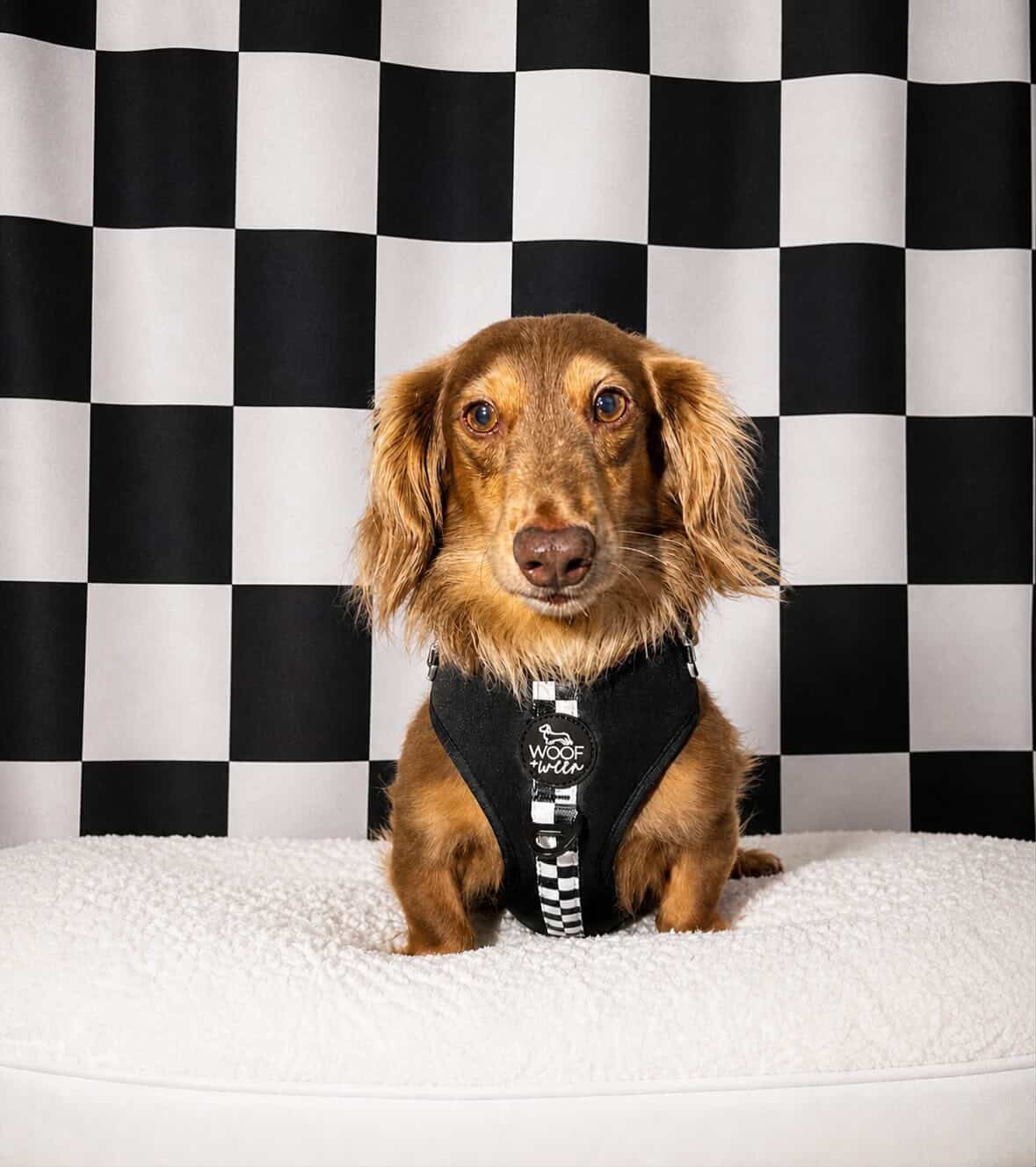 3-piece Walk Bundle - BLACK CHECKERED