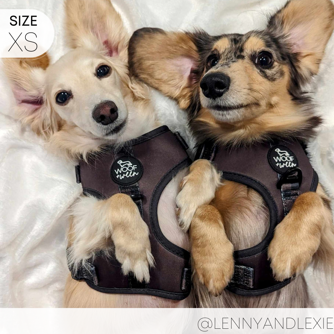 two dachshund puppies wearing a woof+ween brown dachshund dog harness