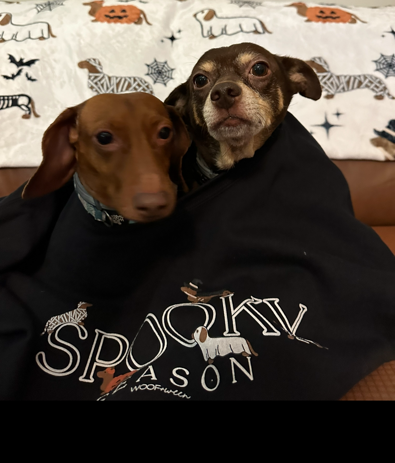 Dachshund Blanket - DACHSHUND HALLOWEENIE COSTUMES