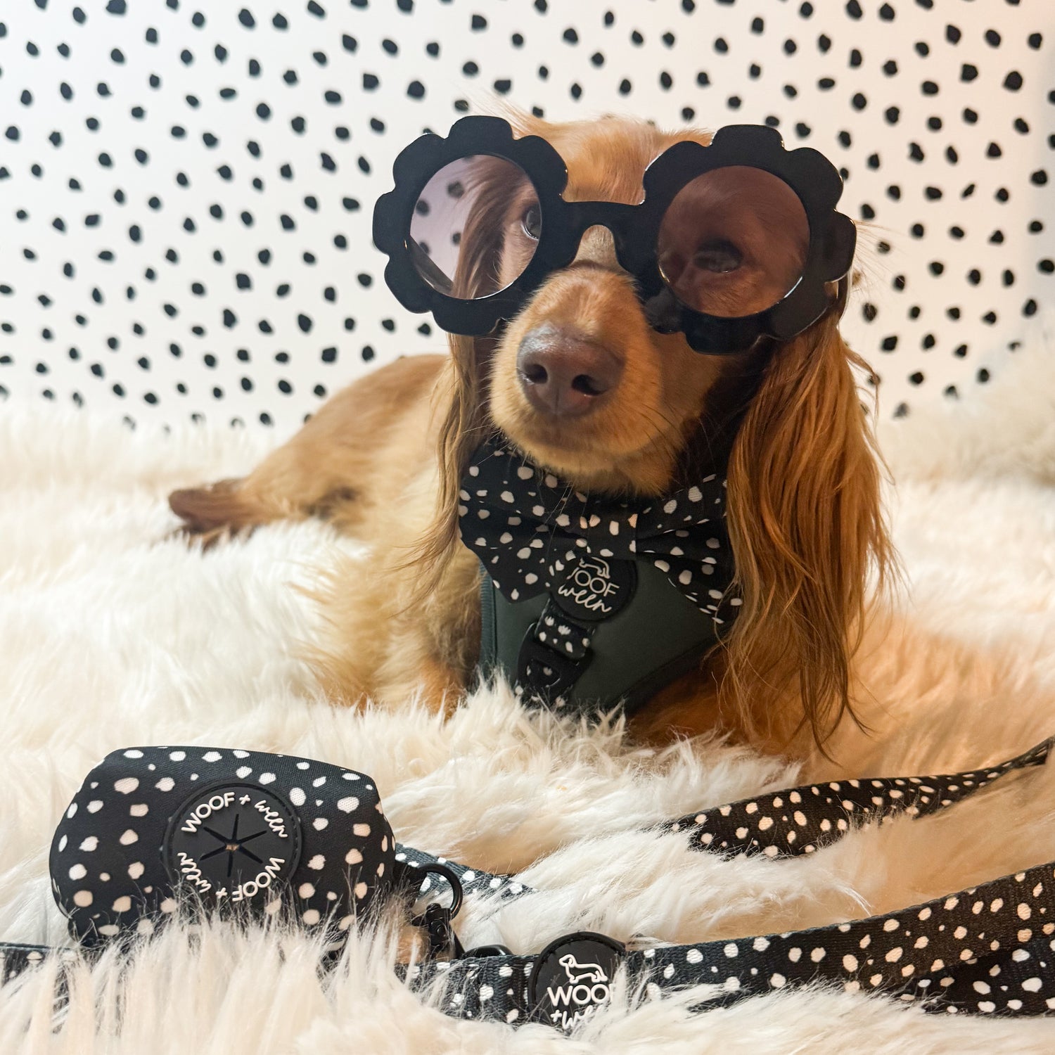 long hair dachshund posing with sunglasses on and wearing a green dog harness