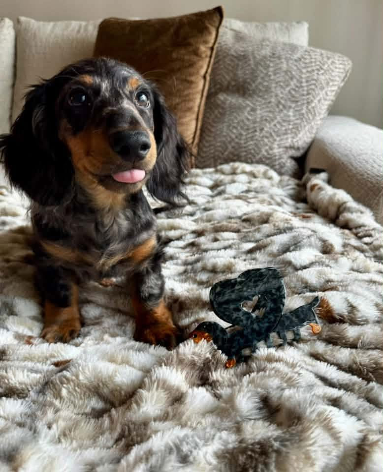 Mystery Dachshund Claw Clip - Collect ALL 6