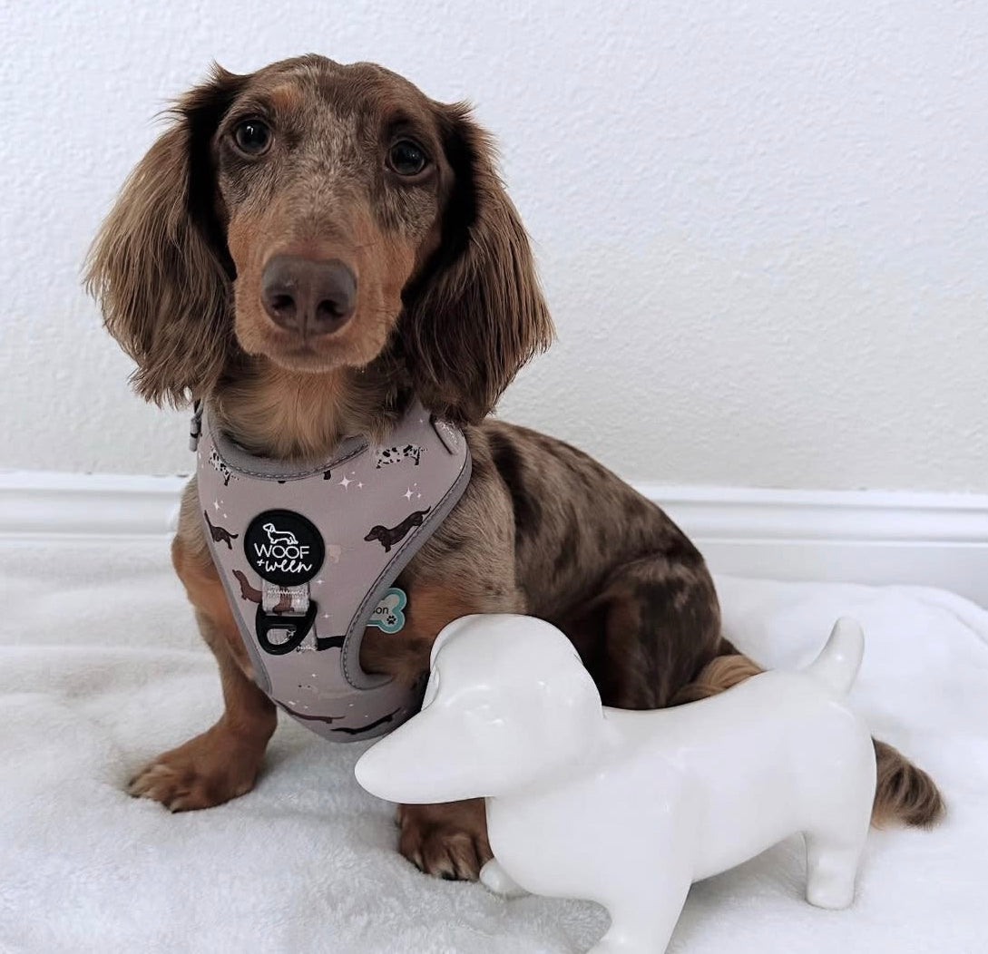 Dachshund wearing a harness sitting next to a white dachshund toy on a white surface.