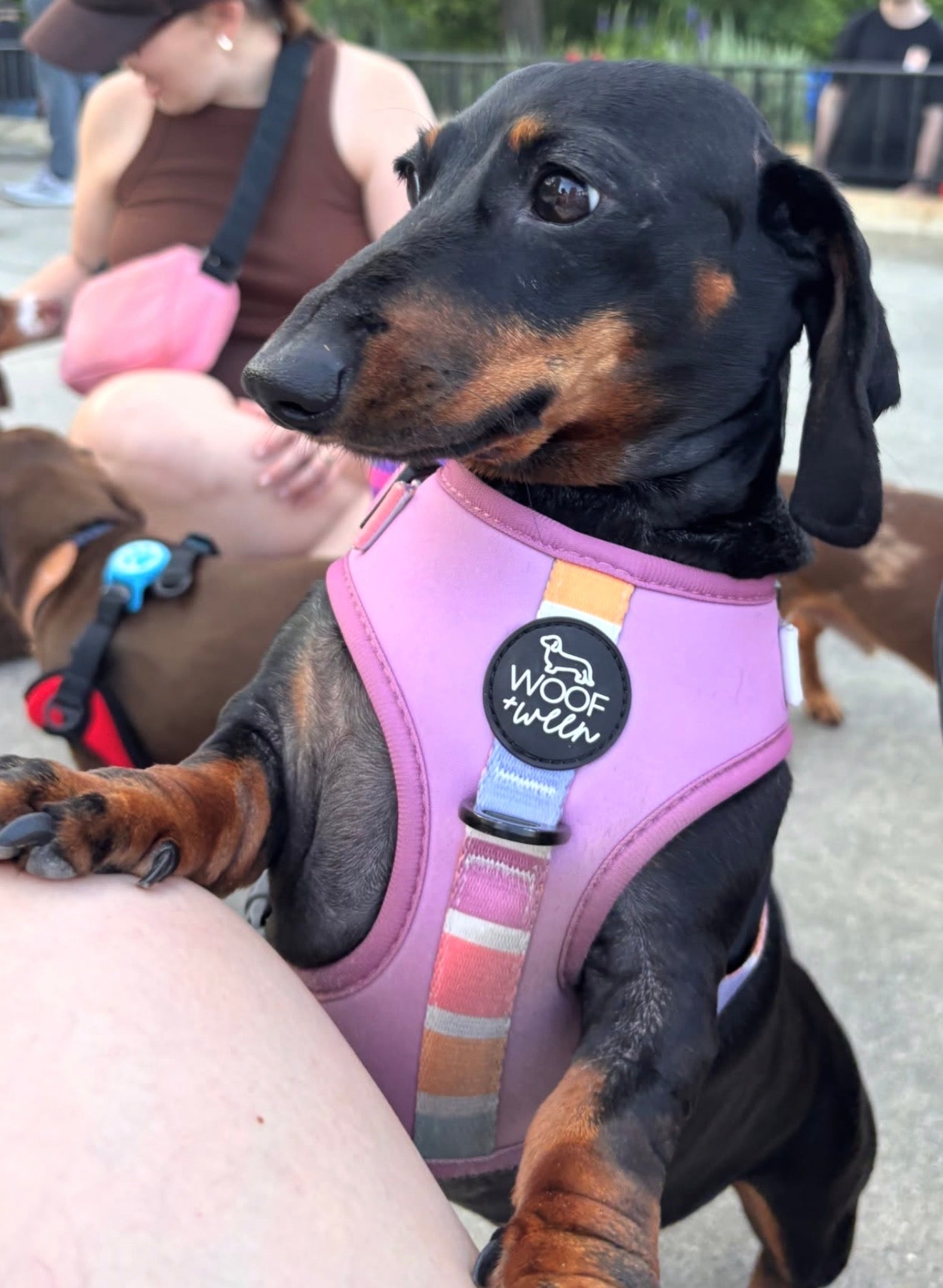 Adjustable Dog Harness - SORBET SUNSET