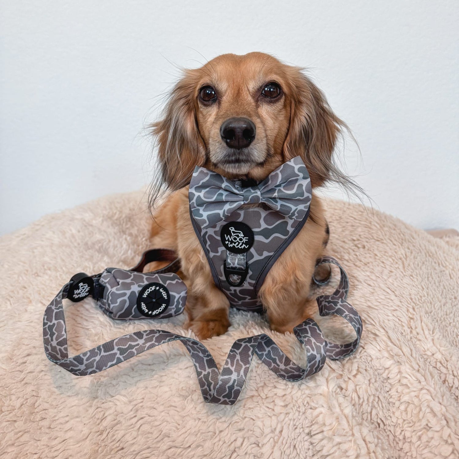 cream long haired dachshund wearing a woof+ween duck camo pattern dog harness with a duck camo dog leash