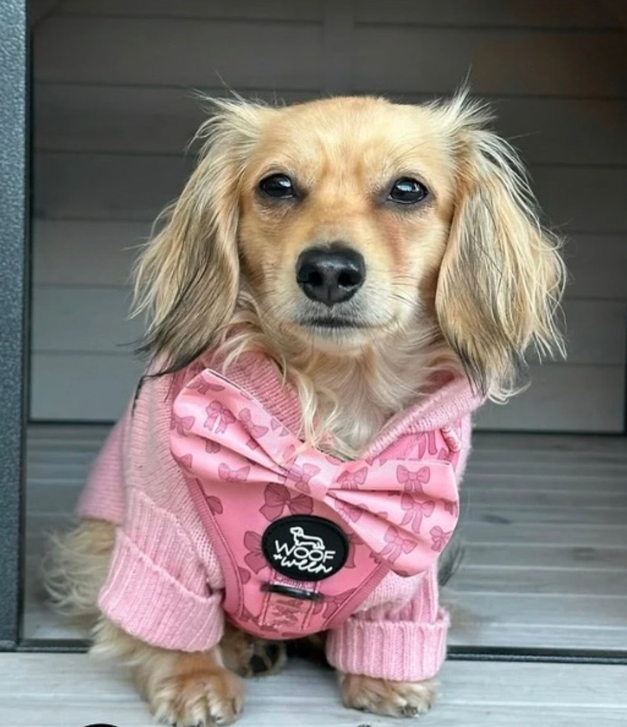 long haired dachshund wearing a pink sweater with a bow tie and pink bow pattern woof and ween harness