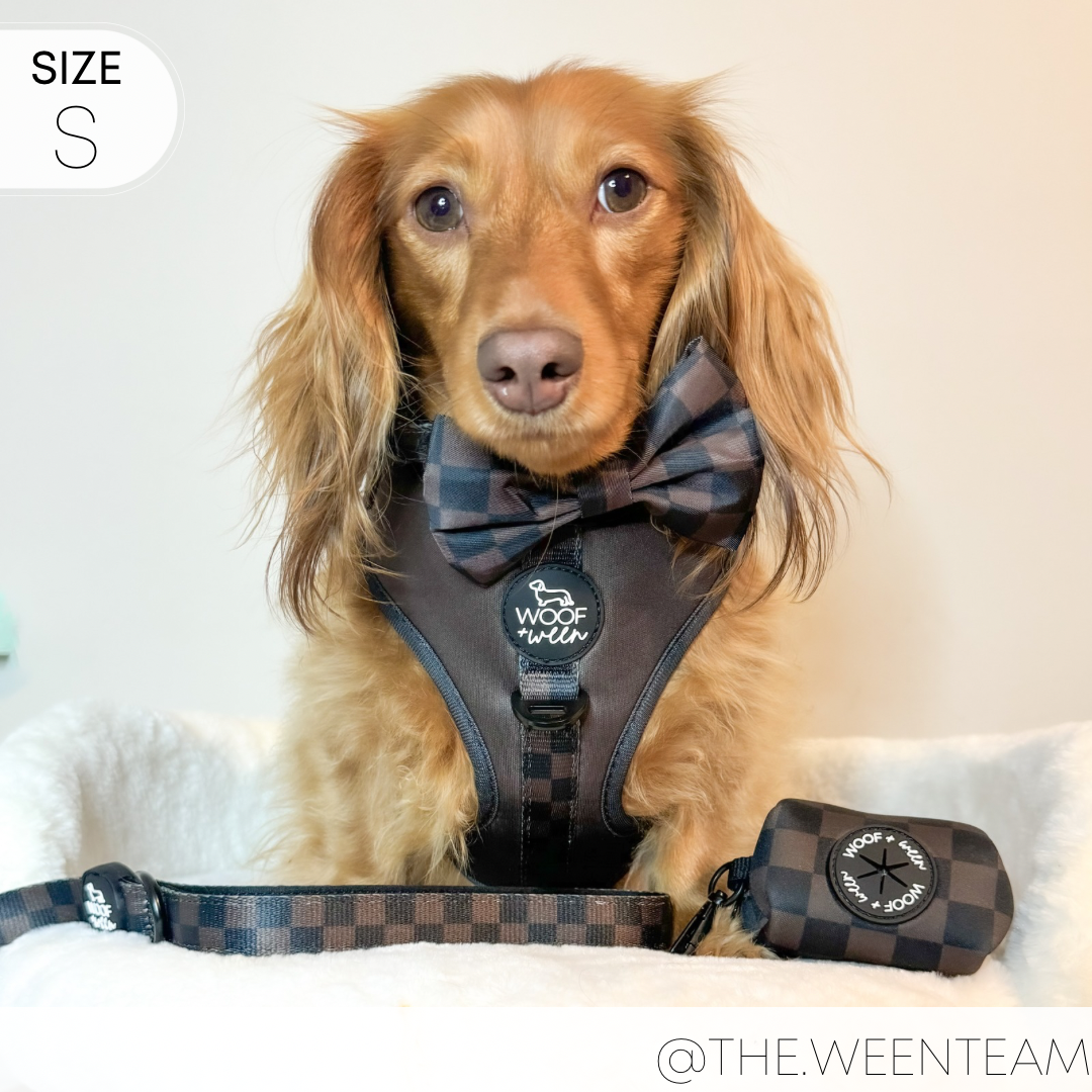 red long hair dachshund wearing a brown checkered dog harness and brown and black checkered bow tie