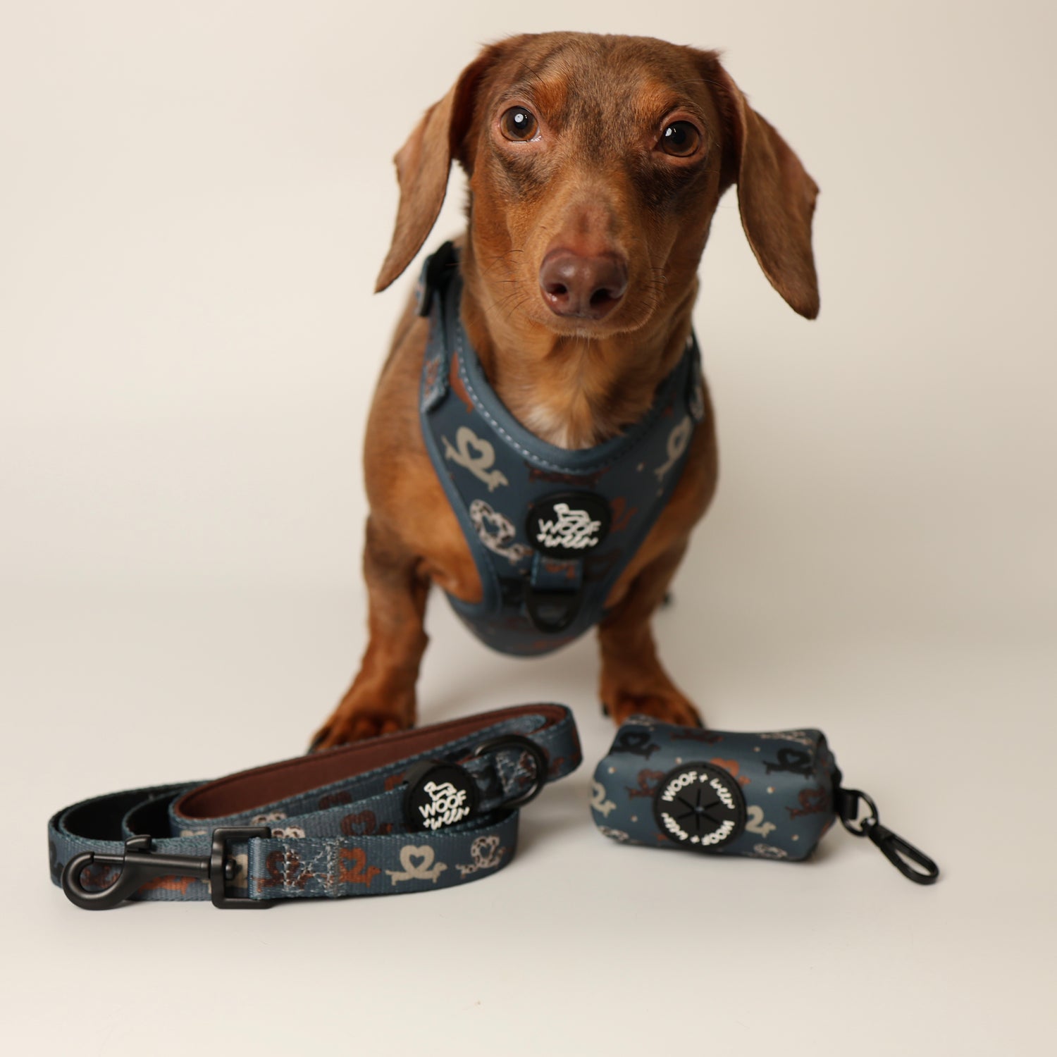 Dachshund wearing a blue dachshund harness with matching leash and waste bag holder