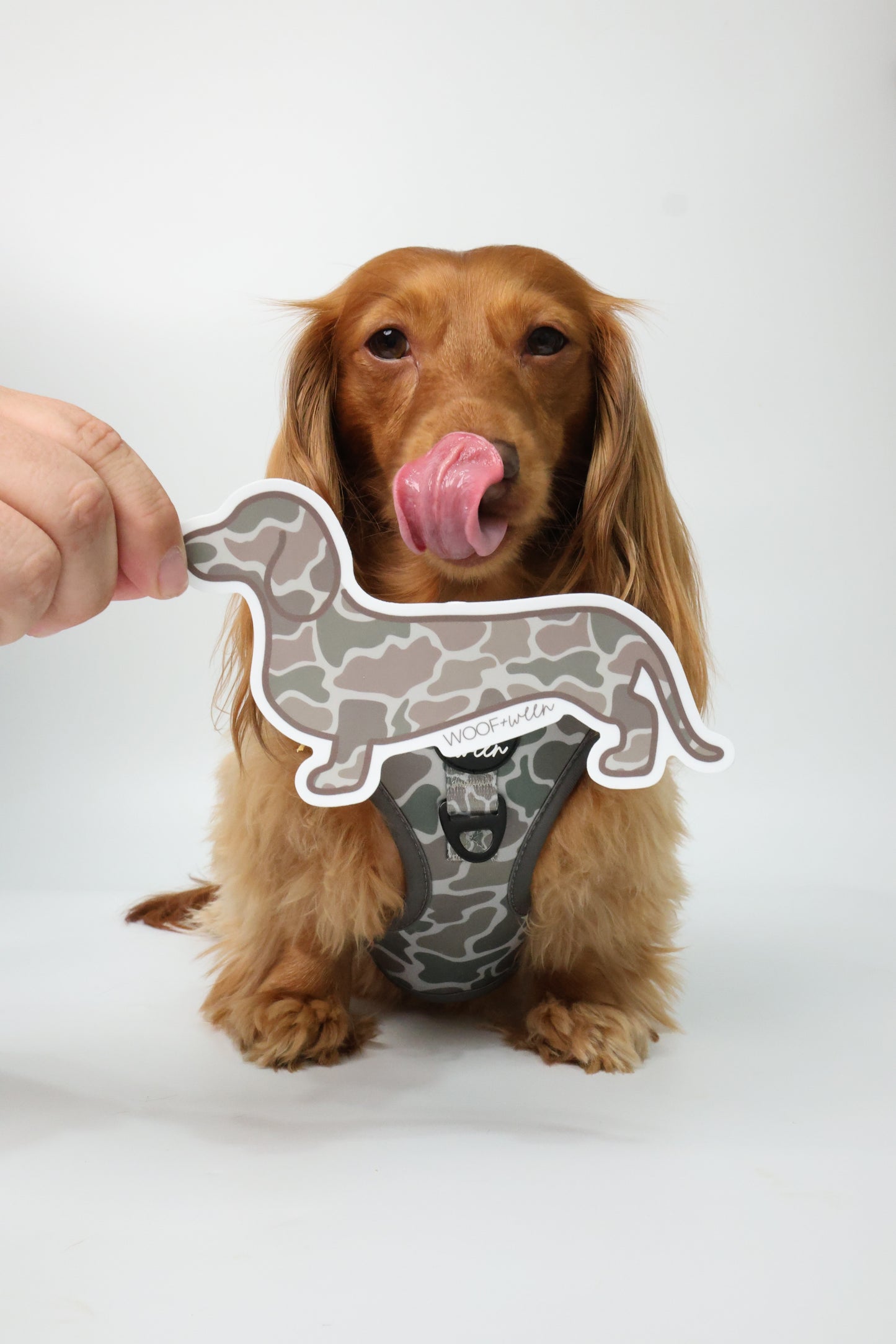 Duck Camo dachshund bumper sticker on car bumper