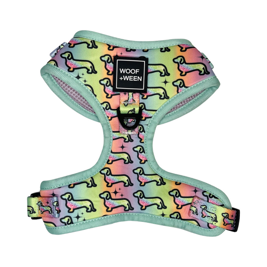 rainbow dachshund harness with doxie and wiener dogs