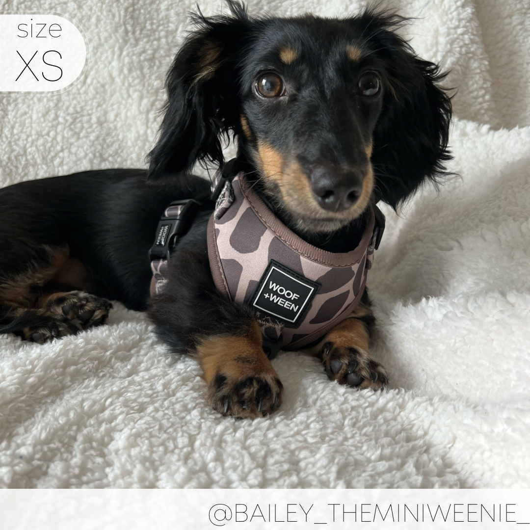 Adjustable Dog Harness - SNIFFARI