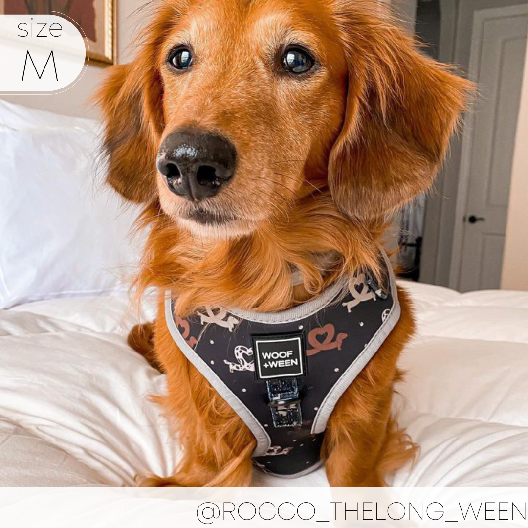 Dachshund Adjustable Harness - I HEART DACHSHUNDS