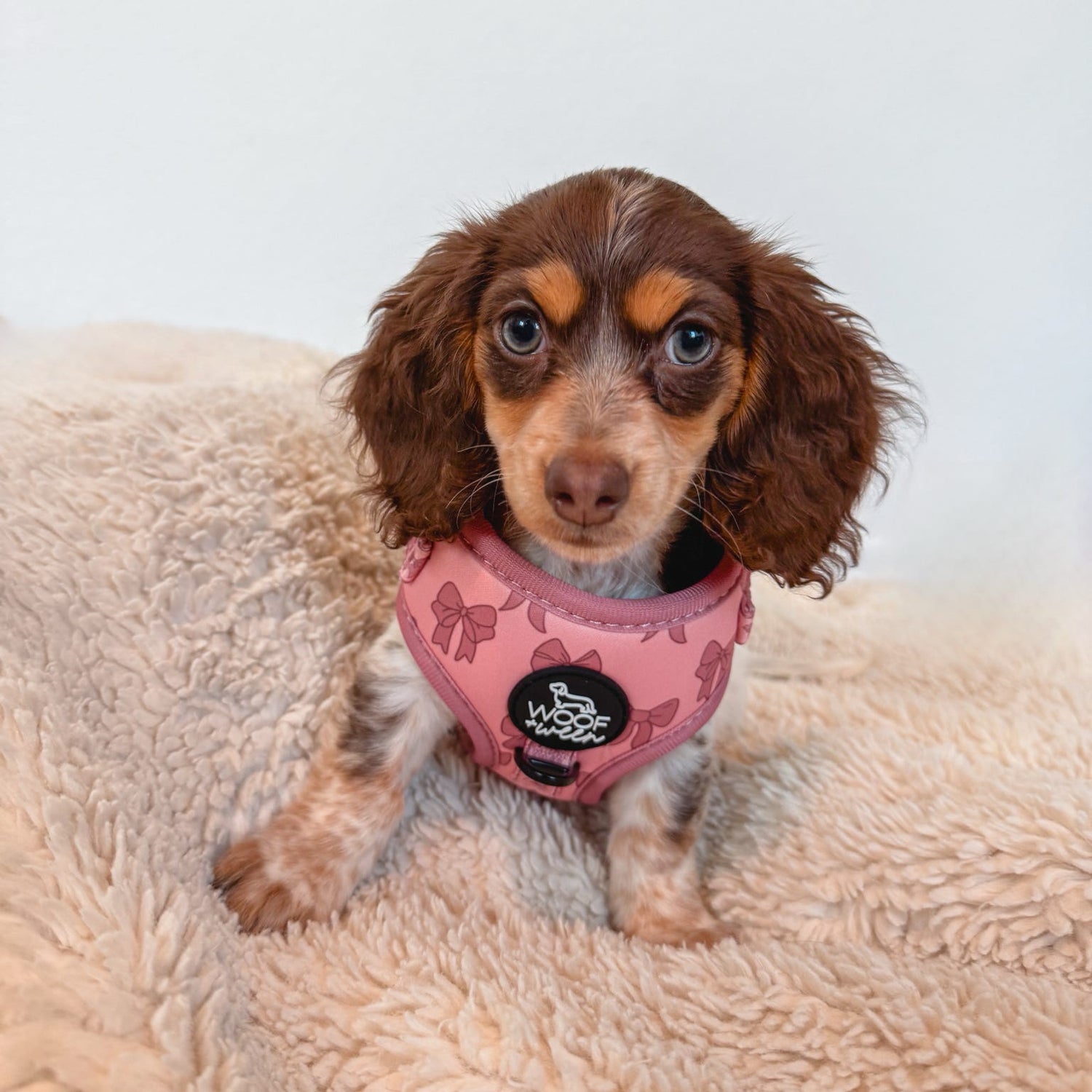 mini dapple dachshund puppy wearing a pink harness with a bow pattern from woof and ween