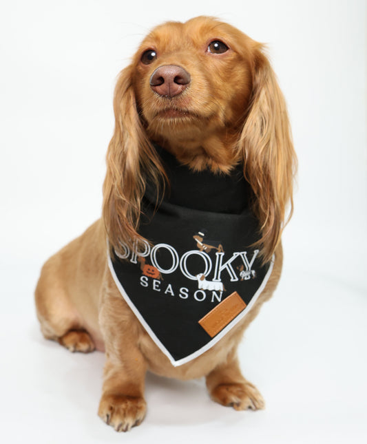 A dachshund wearing a black bandana with 'SPOOKY SEASON' printed in white and orange with dachshunds in halloween costumes