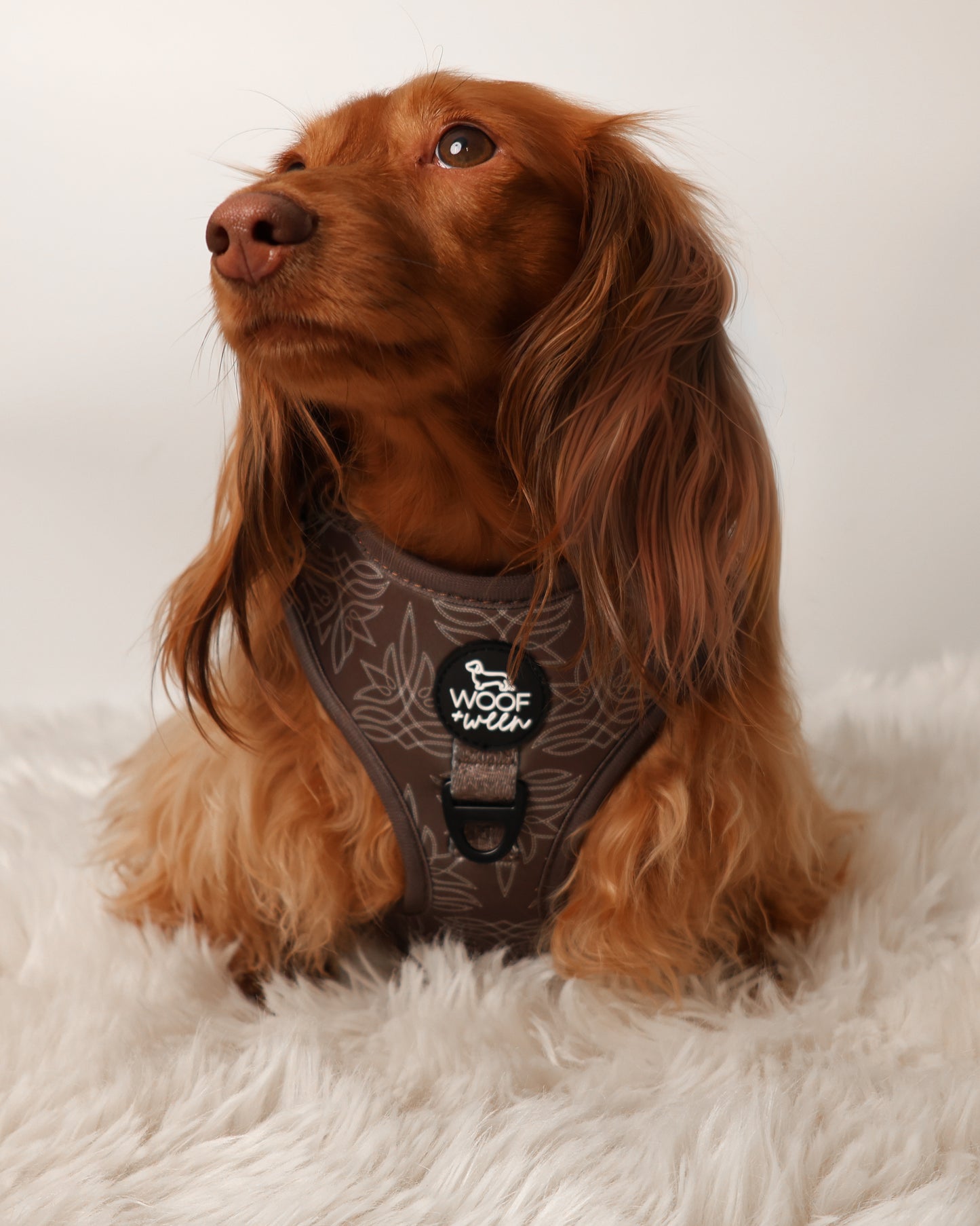long haired dachshund wearing brown western cowboy woof+ween dog harness