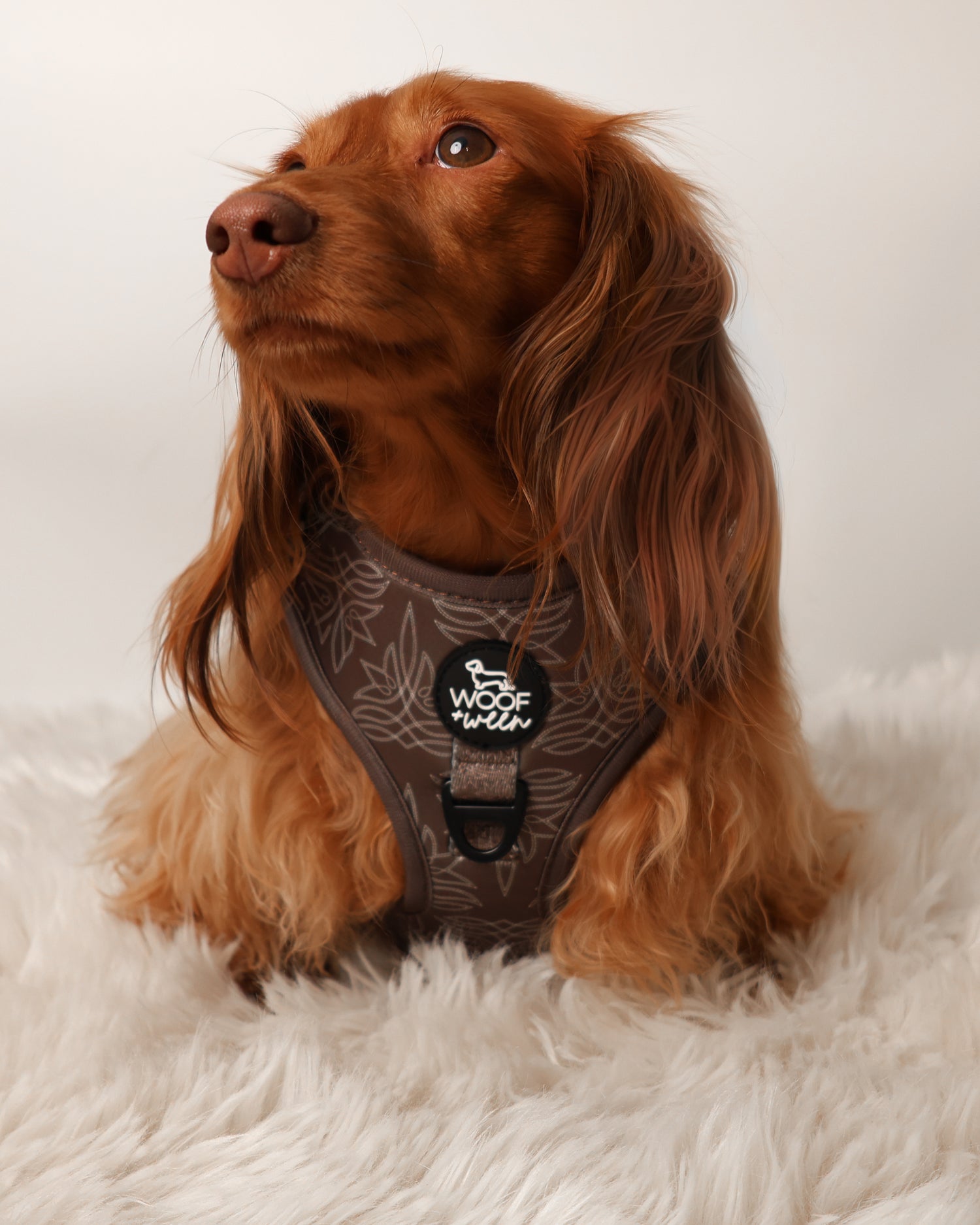 long haired dachshund wearing brown western cowboy woof+ween dog harness