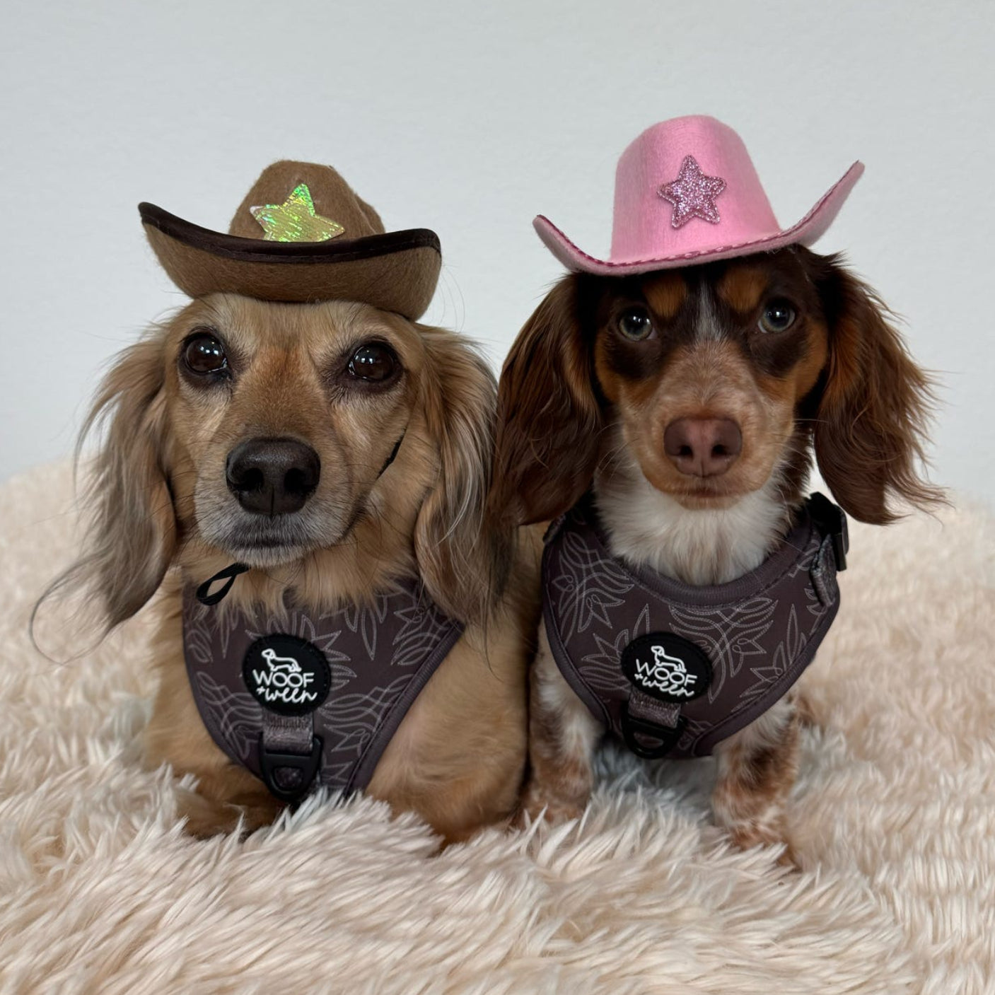 Two dogs wearing cowboy hats and woof and ween western dog harnesses