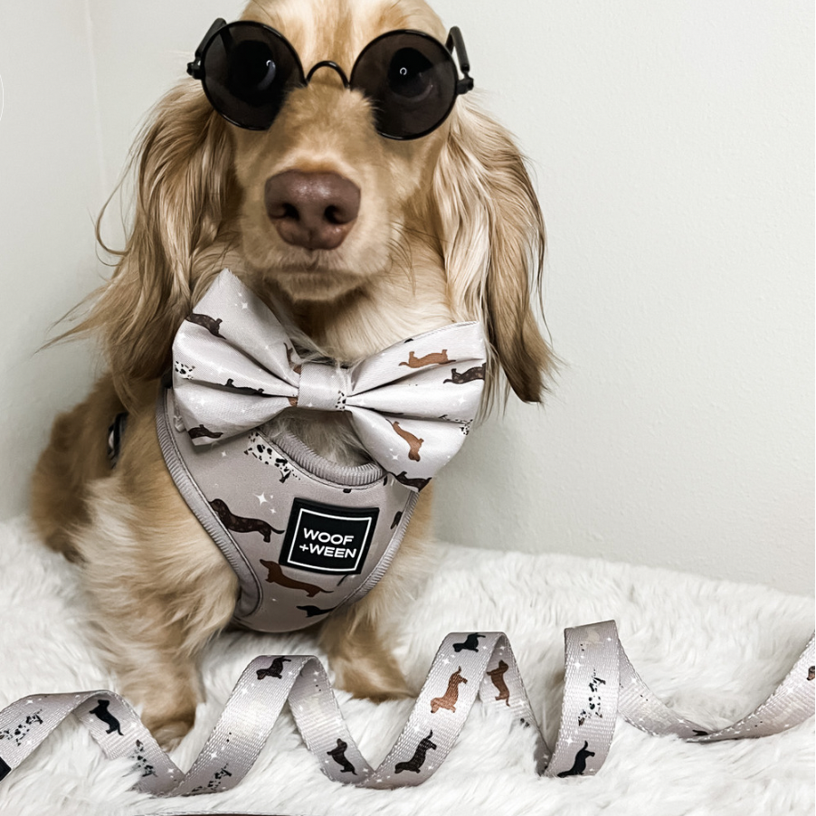 cream dachshund wearing woof+ween dachshund pattern dachshund harness
