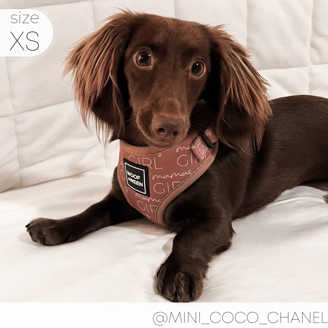 dachshund wearing mauve mamas girl pattern woof+ween dachshund harness