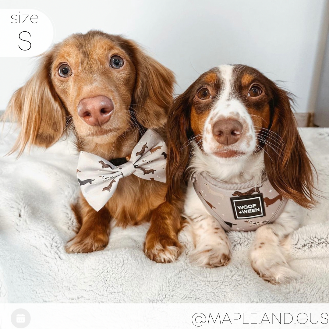 Dachshund Adjustable Harness - WHIMSICAL WEENS