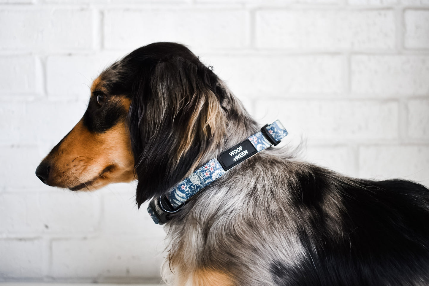 Collar - BOTANICAL PUP