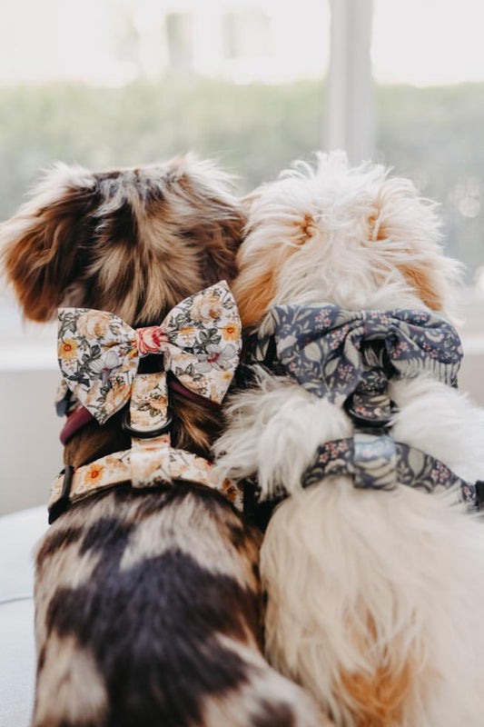 Bow - BOTANICAL PUP