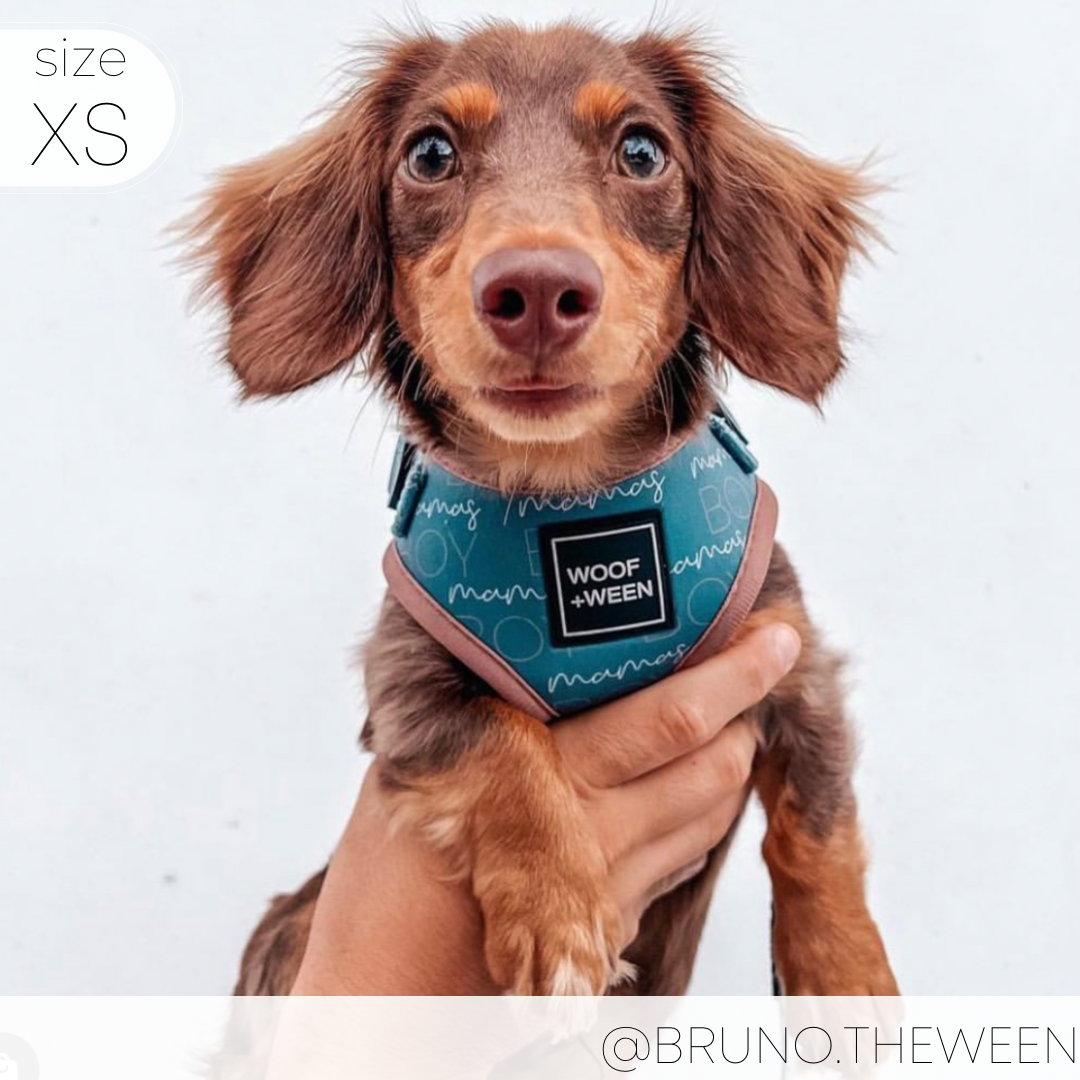 dachshund puppy in a blue mamas boy pattern woof+ween dachshund harness
