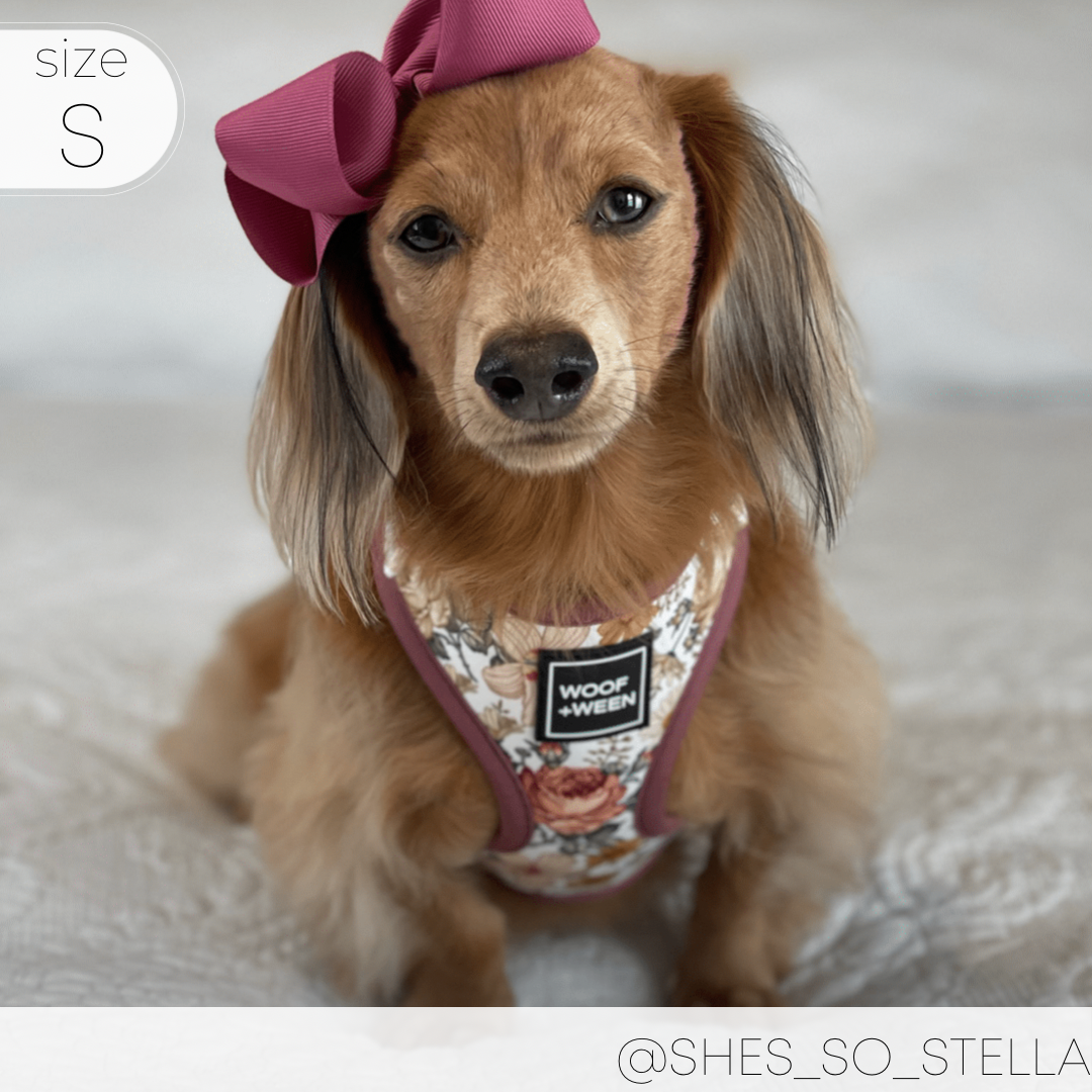 mini doxie wearing a Floral dachshund harness
