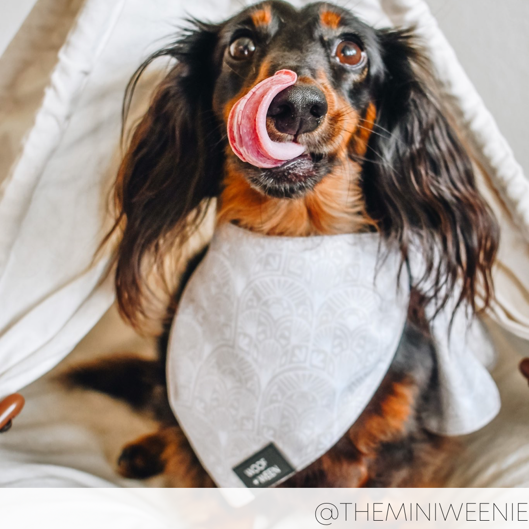 Bandana - BOHO BARKITECHTURE