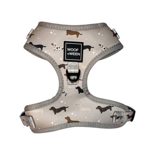 Dachshund harness with multiple doxies and wiener dogs on the adjustable dog harness