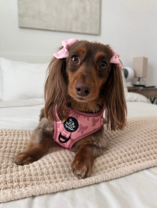 Doxie of the Month - July 2026