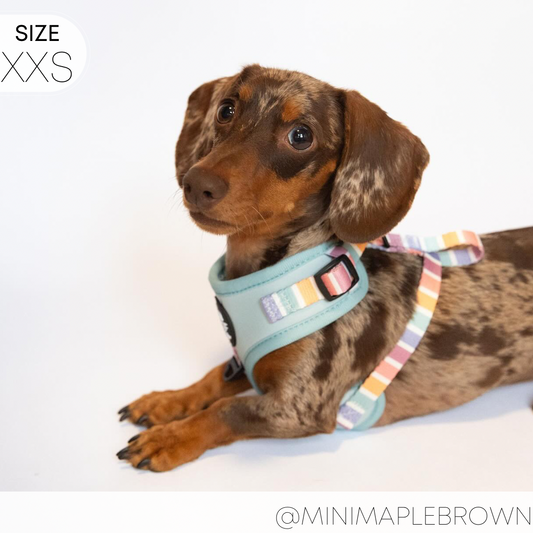 How to Measure a Dachshund for a Harness