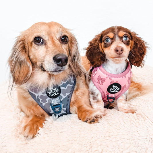 Collar vs. Harness for Dachshunds