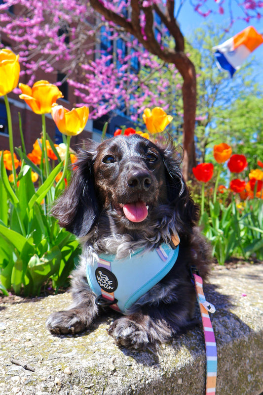 Doxie of the Month - June 2026