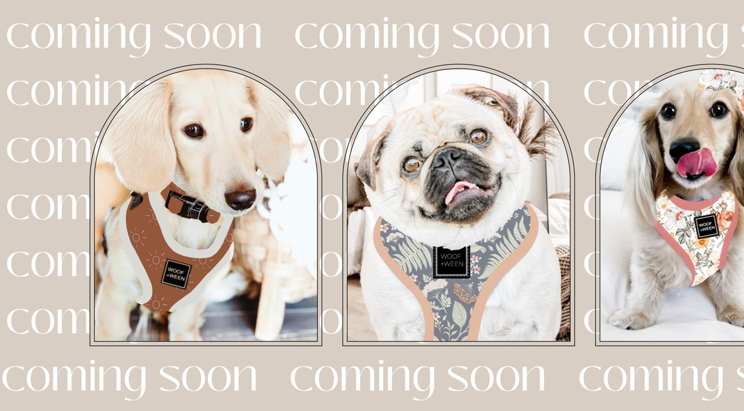 BRAND REP PACKS – WOOF + WEEN