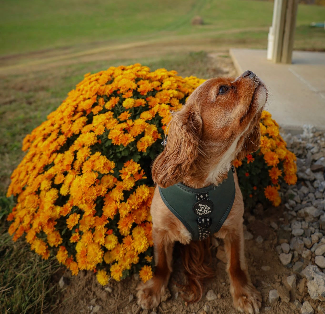 Adjustable Dog Harness - EVERGREEN POLKA DOT